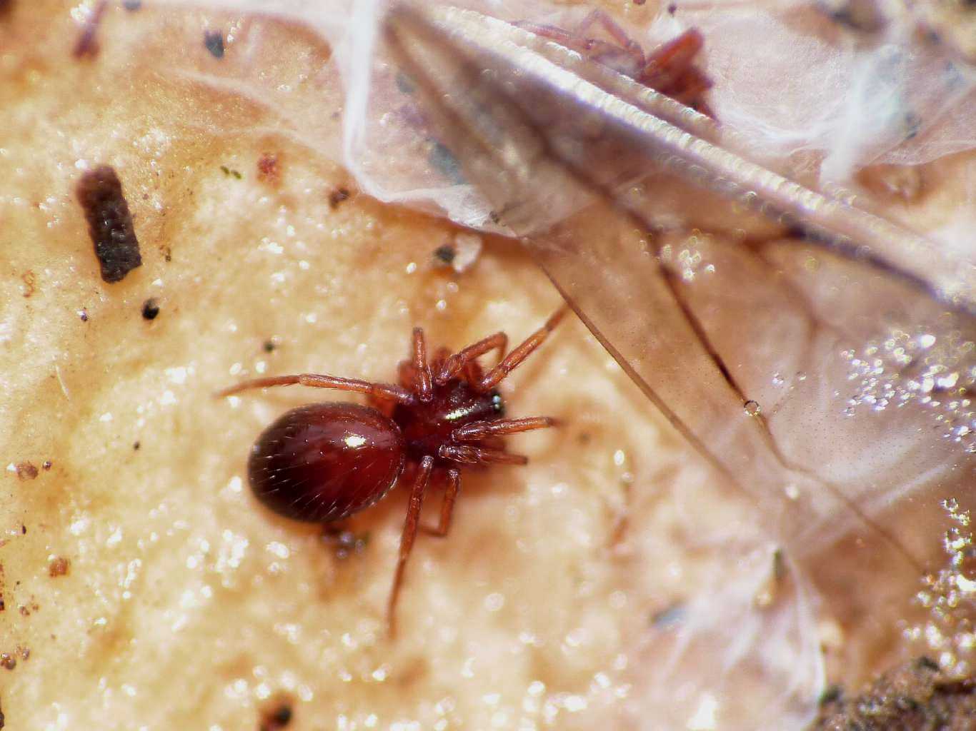 Ragnetti rossi; Silhouettella loricatula (Oonopidae)